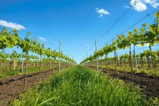 🌿 Zrození ročníku začíná právě tady… Mladá vinice v trati Hovoransko se probouzí do plné síly a čeká na svou chvíli – fáze...